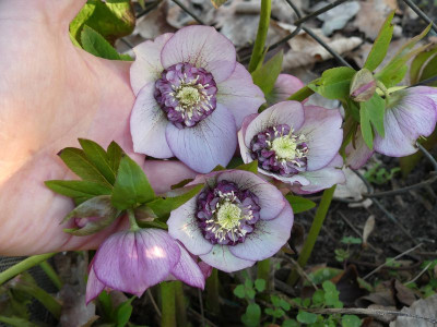 2023-03-01 Helleborus x hybridus 7.jpg