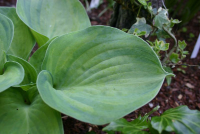 Hosta_Carriage_Wheels_1.jpg