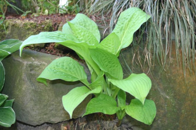 Hosta_Hoopla.jpg