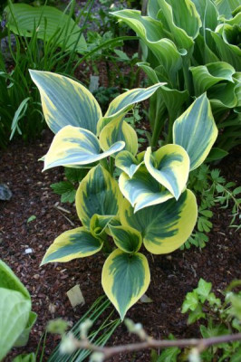 Hosta_First_Frost.jpg