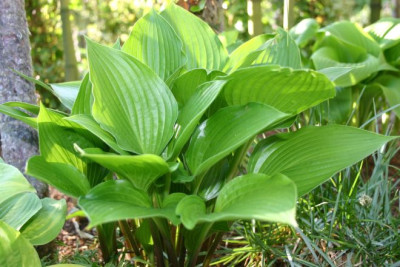 Hosta_Emerald_Crown.jpg