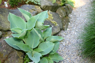 Hosta_Blaufink.jpg