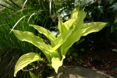 Hosta_Chartreuse_Waves.jpg