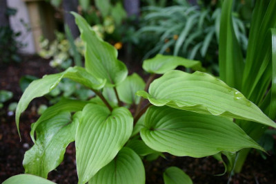 Hosta_Katsuragawa_Beni.jpg