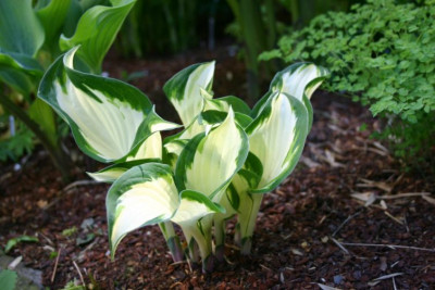 Hosta_Loyalist.jpg