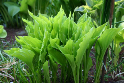 Hosta_Waving_Wuffles.jpg
