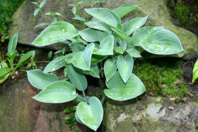 Hosta_Gold_Edger_Surprise.jpg