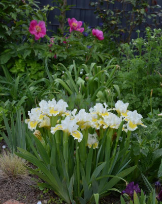 Iris-CaptiveSun.21-3.jpg