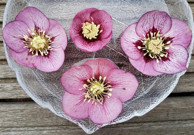 Helleborus rosa Picotée mit Sämlingen.jpg