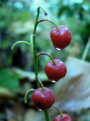convallaria_nov.jpg