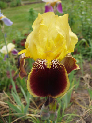 iris_unbekannt_2008.jpg