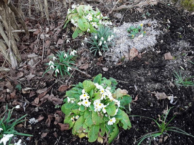 DiePrimula.jpg