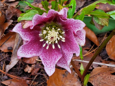 Helleborus Blume 2000 Beet rechts.jpg
