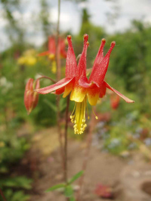 aquilegia_canad-form_2008.jpg