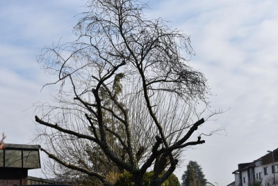 DSC_0312.JPG