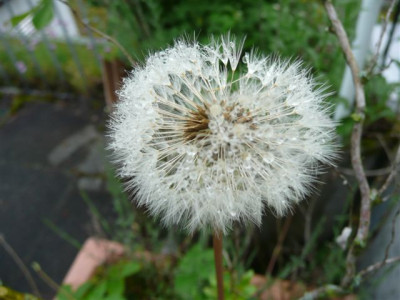 Loewenzahn.5.2008.10.JPG