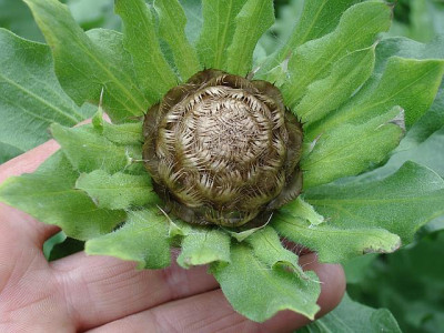 Centaurea_macrocephala2.jpg