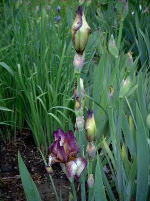 Blueten2008_711.jpg