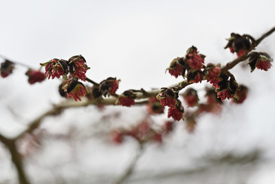Parrotia-Mar0123_058_00001.jpg
