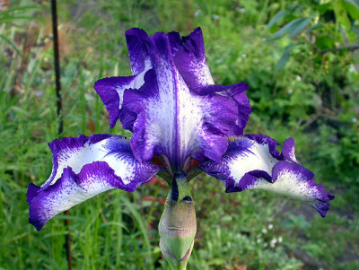 Iris_Stepping_Out_vom_18.5.08.jpg