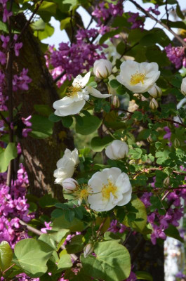 Rosa_pimpinellifolia-DoubleCream.22-5.jpg