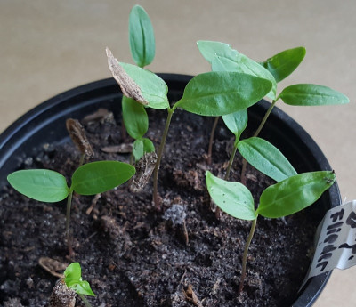 Syringa reticulata.jpg