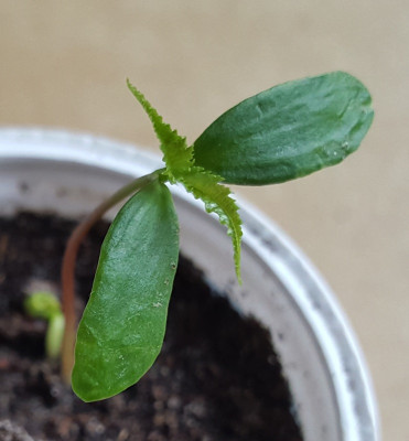 Acer capillipes.jpg