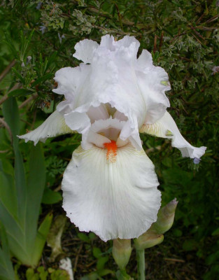 Iris_Neige_de_Mai_2006.jpg