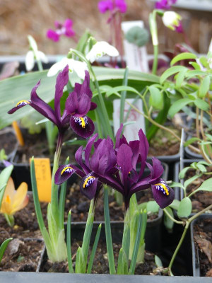 2023-03-04 Iris reticulata 'Rejoice'.jpg