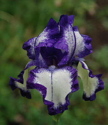 iris_stepping_out_08.jpg