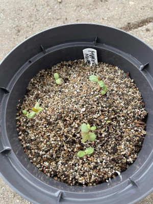 Malus hupehensis Germination März 2023.jpg