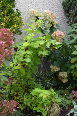 Leycesteria_formosa-GoldenLanterns.21-5.jpg