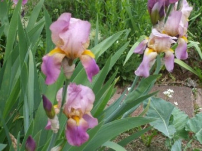 DSCF0587.JPG
