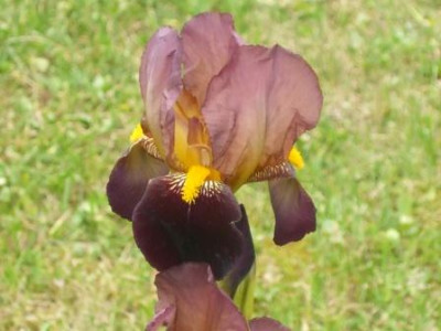 DSCF0675.JPG