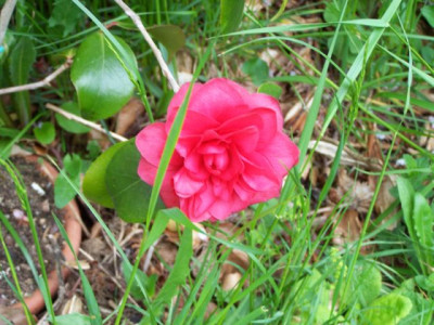 100_1170_Cam._jap._Gran_Sultan___640.jpg
