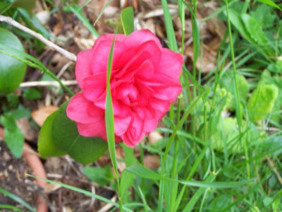 100_1172_CAMELLIA_Gran_Sultan___640.jpg