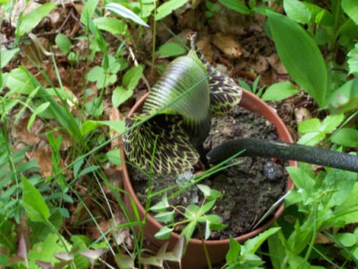100_1169_Arisaema_griffithii__500.jpg