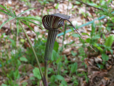 100_1179_Arisaema_consanguineum___800.jpg