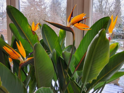 Strelitzia.jpg