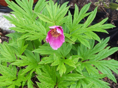 100_1158_PAEONIA_veitchii__640.jpg