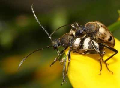 Judolia_cerambyciformis_-_Bockkaefer_06c.jpg
