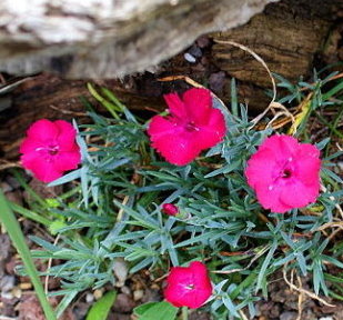 Dianthus_bodensee.JPG