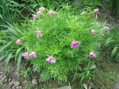 Paeonia_veitchii_var._veitchii_95811.jpg