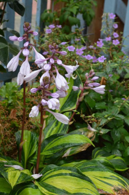 Hosta-RainbowsEnd.19-1.jpg