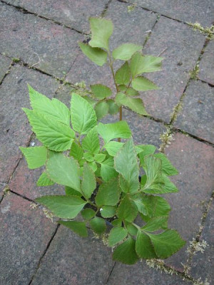 Corydalis_quantmeyerana_Chocolate_Star_96741.jpg