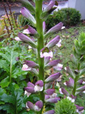 Acanthus_mollis1.jpg