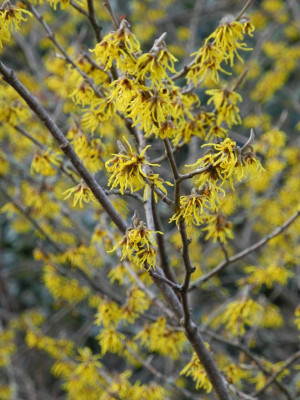 Hamamelis mollis 'Pallida' 2023-02-06.jpg