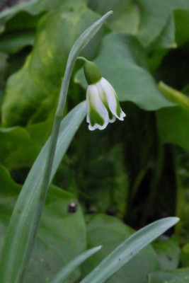 DSCF7616.JPG