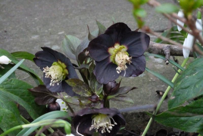 DSCF7615.JPG