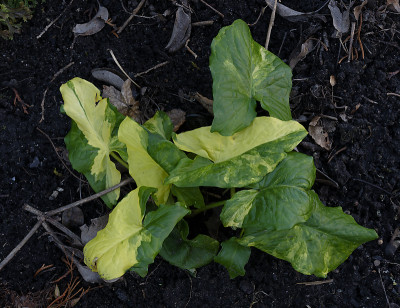 DSC_7195_DxO.jpg
